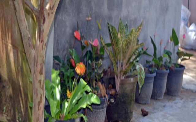 Palitha Guesthouse Hotel Dandelion