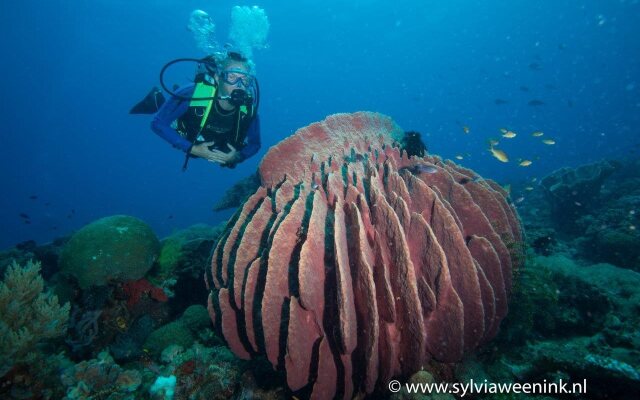 Magic Oceans Dive Resort