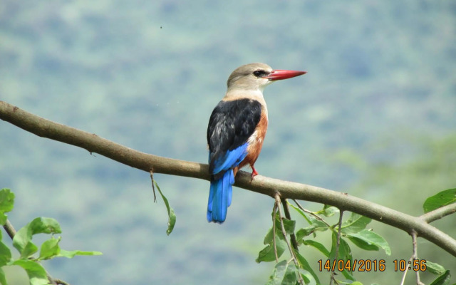 Kiboko Lodge