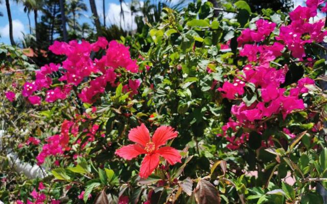 Ocean View Villa Bavaro Beach 7Guests, Wifi, Bbq Grill, Beach Access