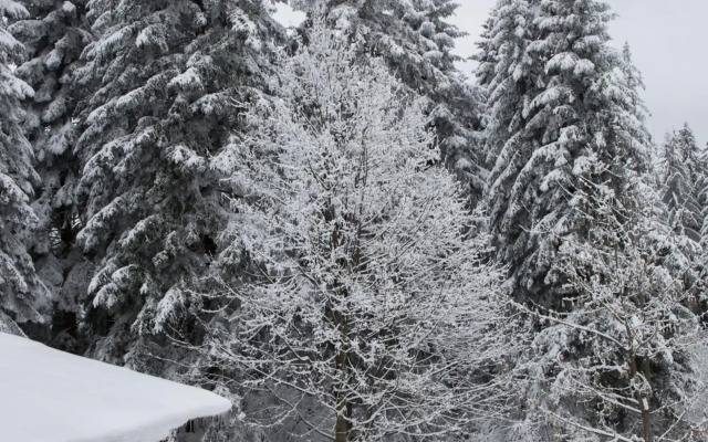 Victoria Borovets