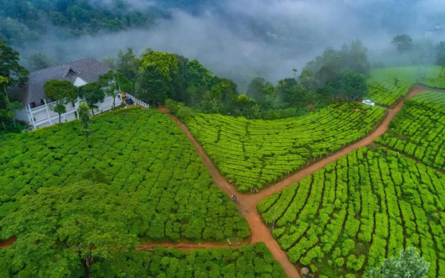 Tea Harvester Munnar