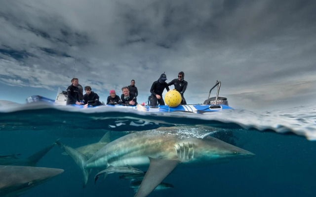 Blue Marlin All-Inclusive Seascape by Dream Resorts