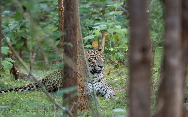 The Den at Yala