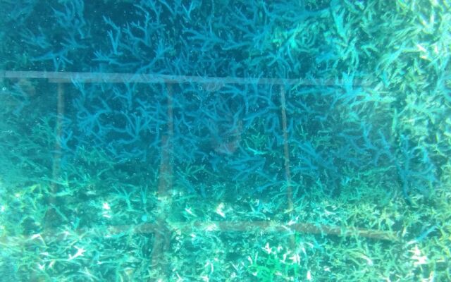 Anajawan Island Beachfront Resort