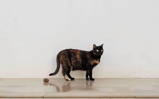 Casa Apollo Guesthouse