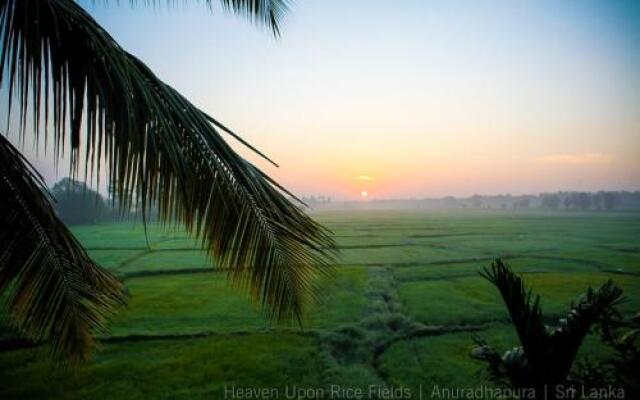 Heaven Upon Rice Fields