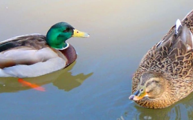 Misty Mountain Ranch B&B and Cabins