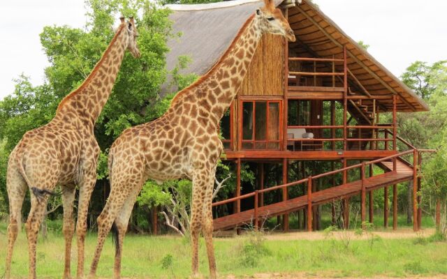 Marcs Treehouse Lodge