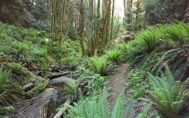 Forest Ocean View place