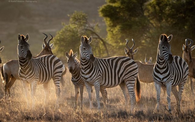 HillsNek Safari Camp - Amakhala Game Reserve