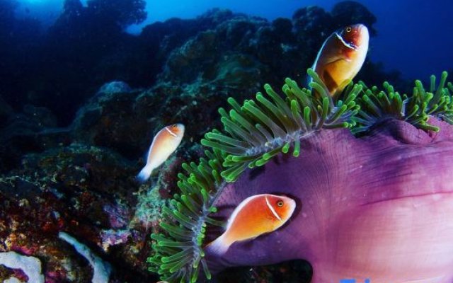 Neptune Diving Resort Moalboal