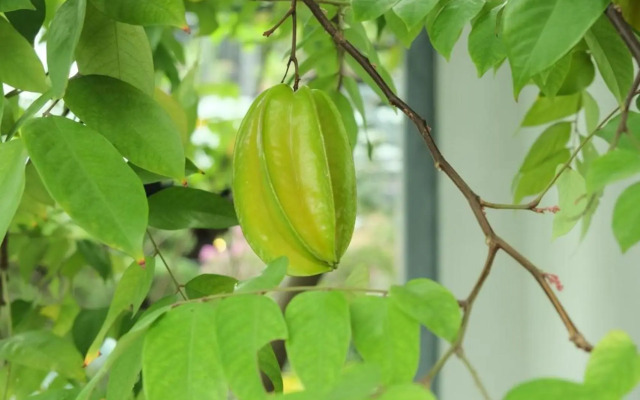 Auntie Lien's Homestay