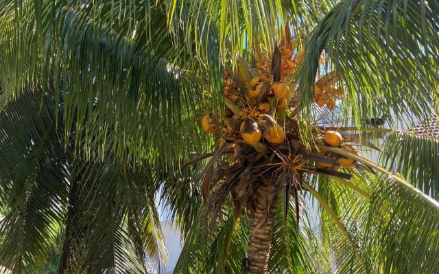 3 pokojový byt ve Flic en Flac Mauricius