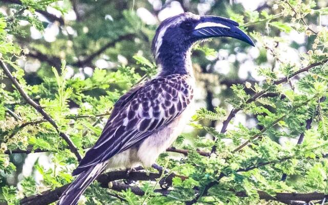 Sunbirds Chobe Hotel