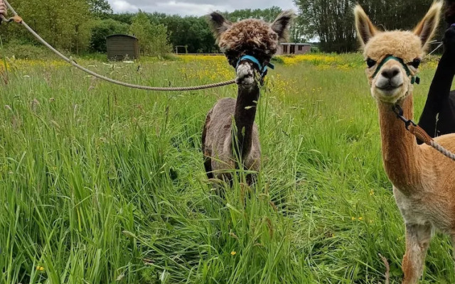 The Heartwood - Luxury Cabin Near York