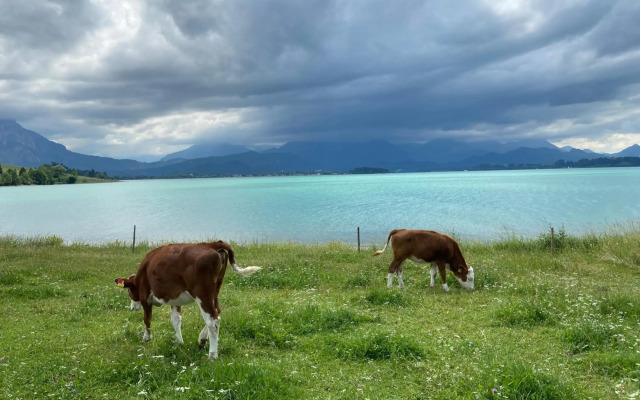 Allgäu-Moni Trauchgau