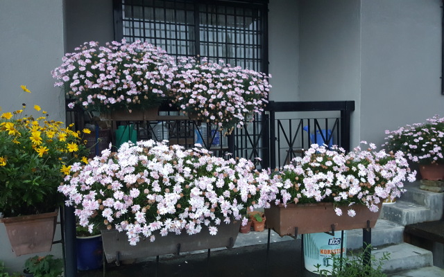 KPW at Royal Lily Apartment
