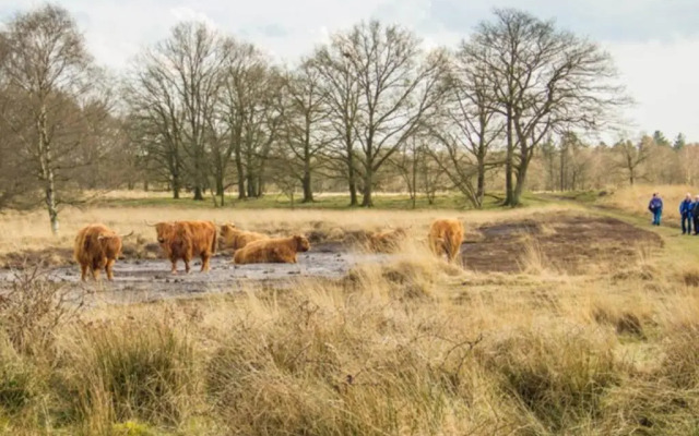 Chalet Het Wollinghuisje