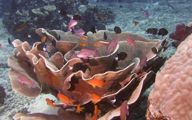 Taveuni Dive Resort