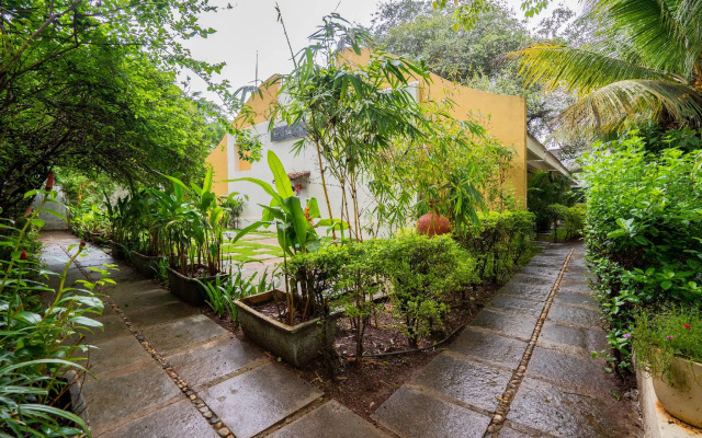 The Banyan Soul