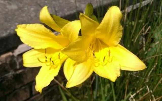 Sir Andrew Murray House