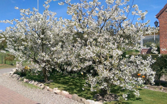 Ferienwohnungen Alfred Neils