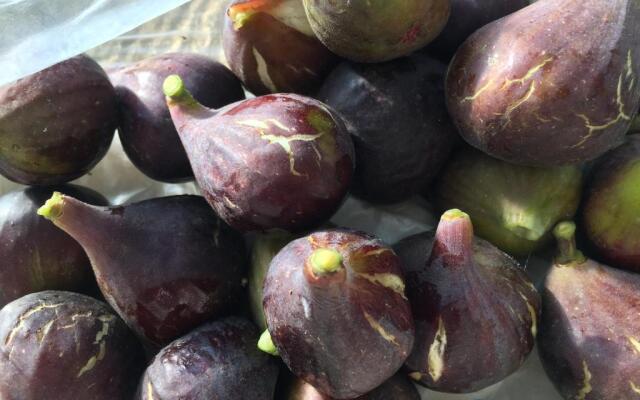 Saint Sever des Pyrenees