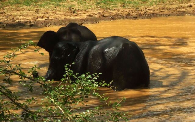 Yala Big Game Drive with Heina Eco Team