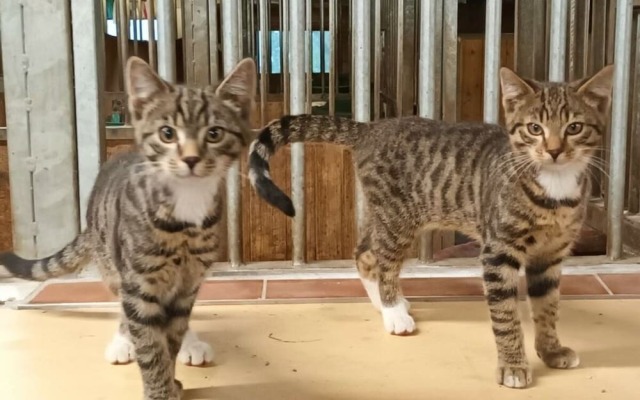 the Veitenhof Comfortable Holiday Residence