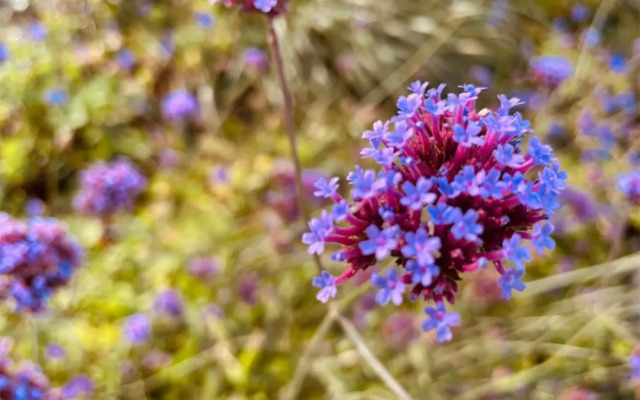 Sonnenaufgang über den Prater - Pool am Dach