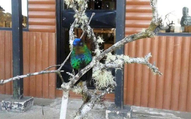 Mirador de Quetzales
