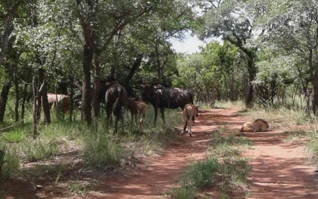 Five Pebbles on Piece of Africa