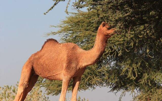 Registan Desert Safari Camps