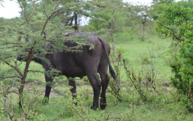 Mara Sidai Camp