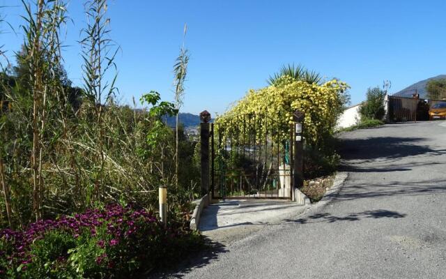 La vigne sous les pins