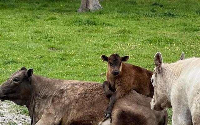 Rosa Glen Retreat - New, Couples farmstay, Margaret River