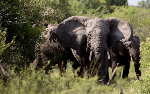 Royal Thonga Safari Lodge