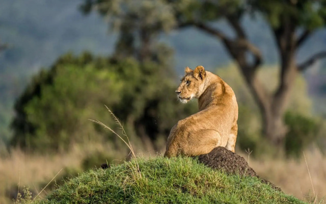 Royal Mara Safari Lodge
