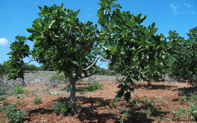 Trulli sotto La Cupa
