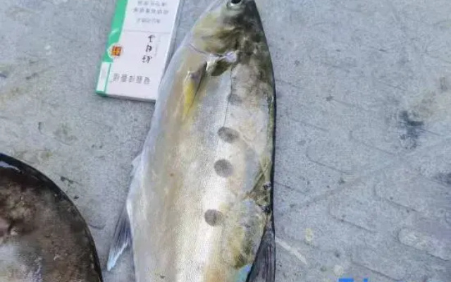 Yunjiyu stack (Wanshan Island store)