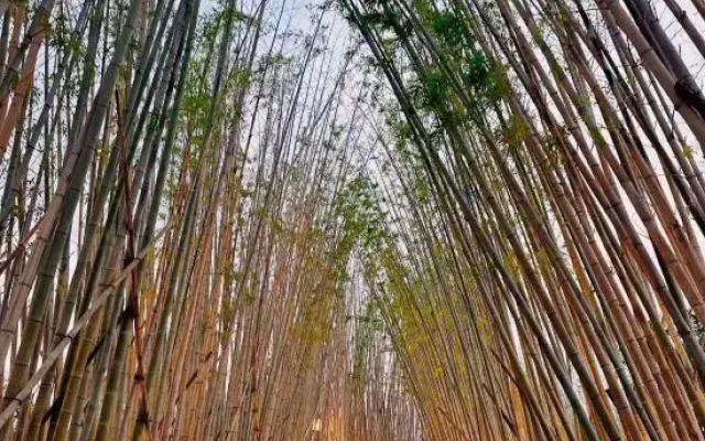 HU CHENG YALUX Poyang