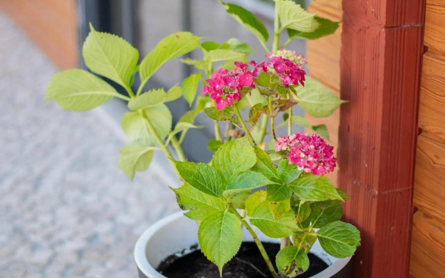 Quinta Salinas - Puro Prazer