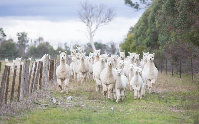 Glenhope Alpacas Bed and Breakfast