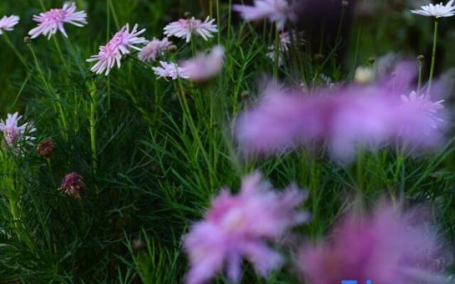 Mu,Spring