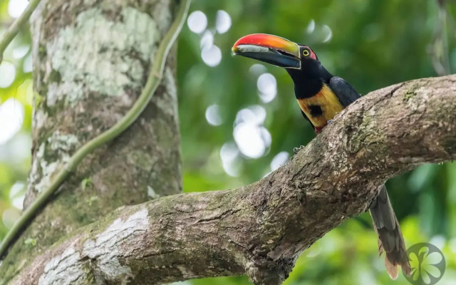 Villa Bruno - Terrace - Jungle - Birdwatching