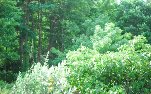 Palazzo Conforti Tree House Resort