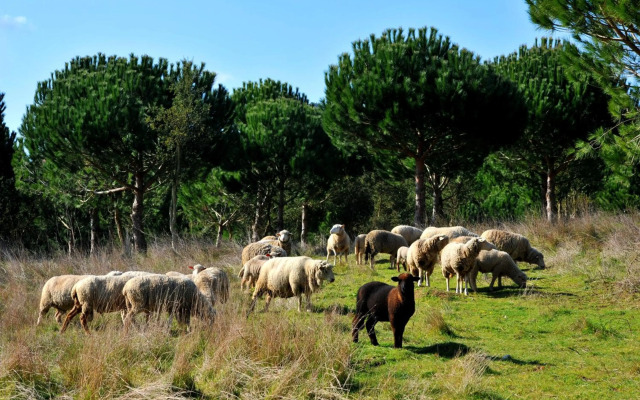 DOMA Portugal