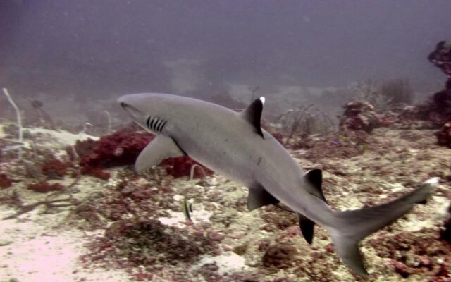 Manta Dive Gili Trawangan Resort