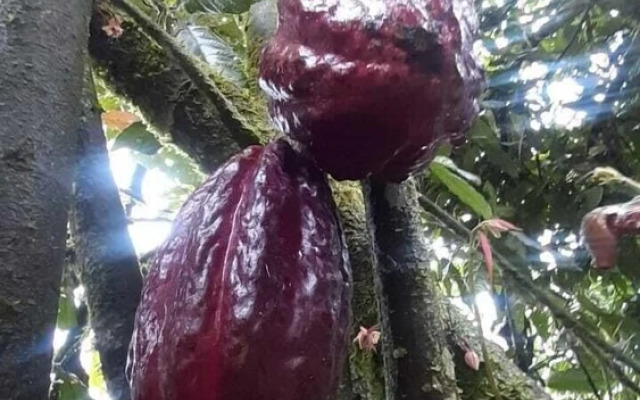 Rio Celeste Family Lodge